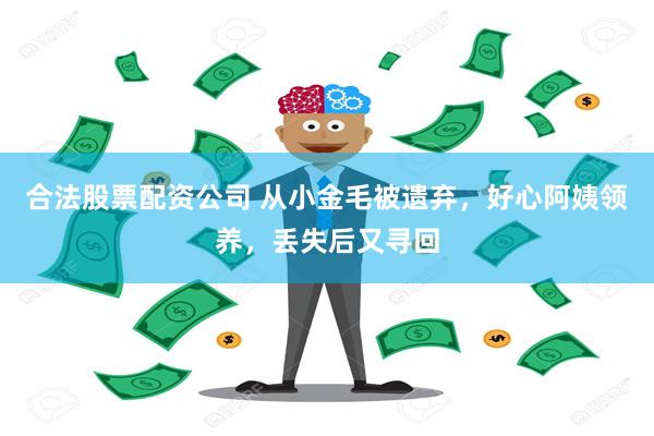 合法股票配资公司 从小金毛被遗弃，好心阿姨领养，丢失后又寻回